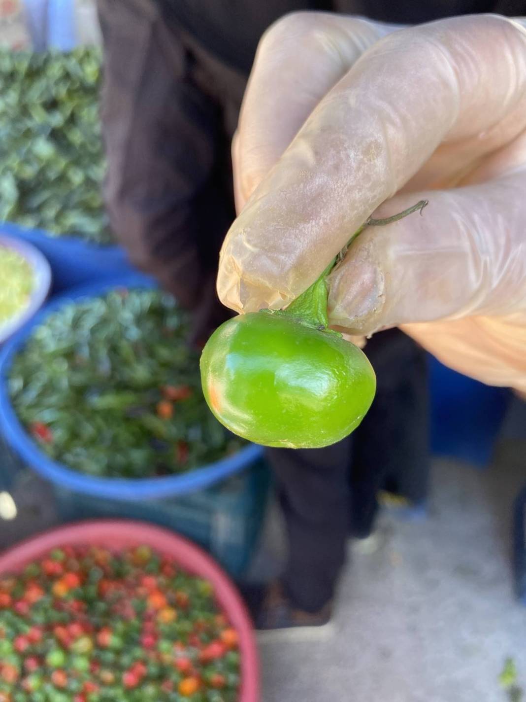 Daha çok turşu olarak tüketiliyor, öyle faydaları var ki öğrenen kilo kilo alıyor! Türkiye'de yetişiyor ama kimse bilmiyor 9